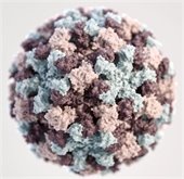 Norovirus up close