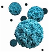 Close up of Norovirus