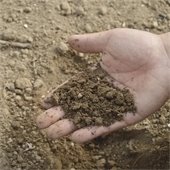 Child's hand holding dirt