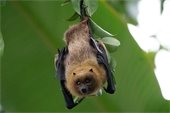 picture of a brown bat