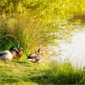 Backyard with landscaped lawn, bench, and bridge.