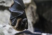 Bat sleeping