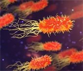 listeria bacteria up close